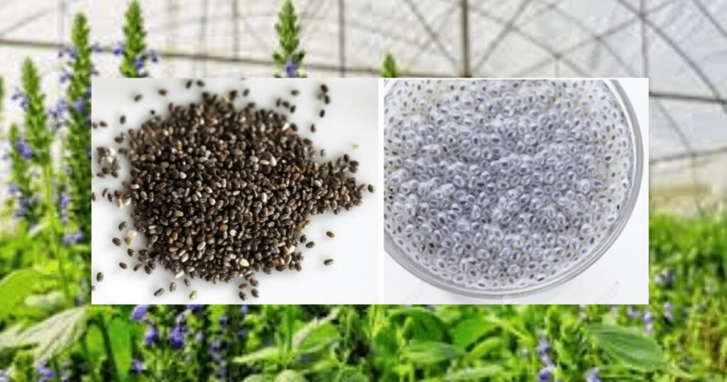 10 Health Benefits of Chia Seeds You Never Knew