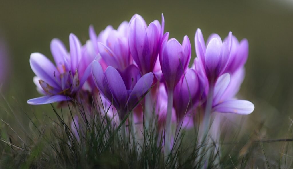 natural food colouring powders