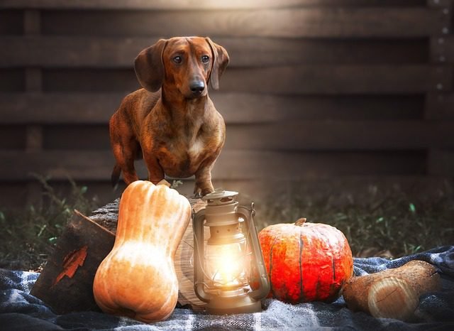 Home  Remedies for Fleas 