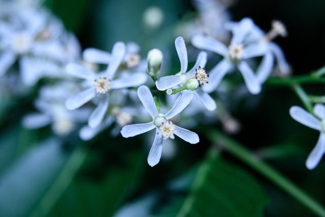 best natural teeth whitening remedies: