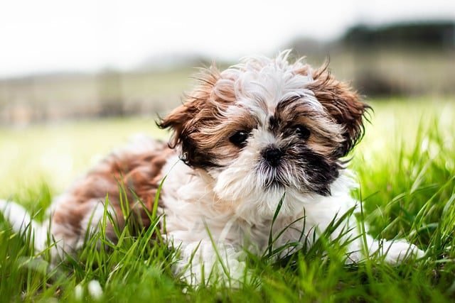 Home  Remedies for Fleas 