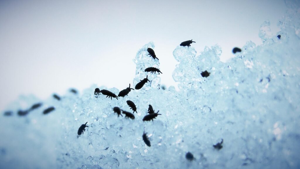 Home  Remedies for Fleas 