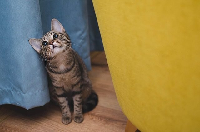 Natural Remedies for Arthritis in Cats