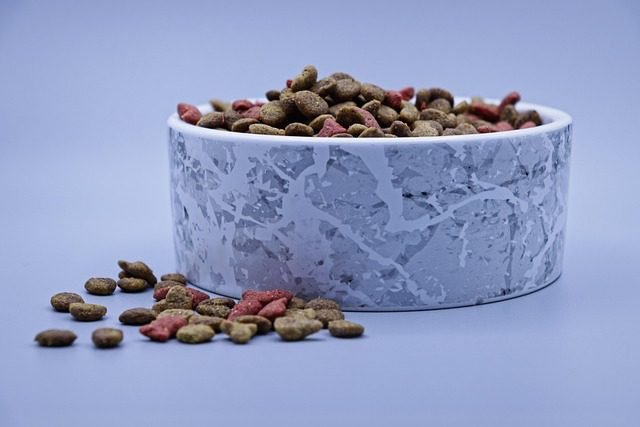 Natural Remedies for Arthritis in Cats