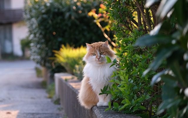 Natural Remedies for Arthritis in Cats