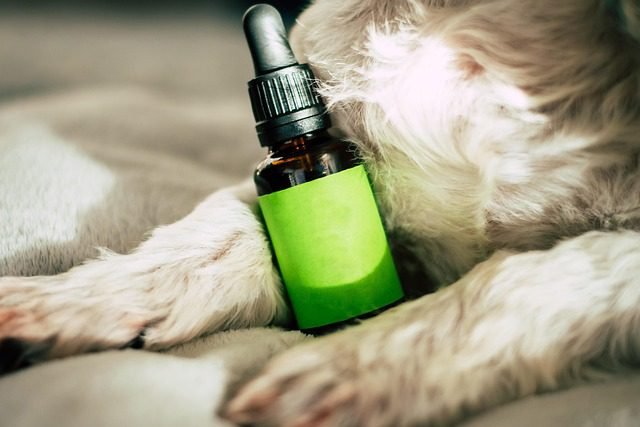 Natural Remedies for Arthritis in Cats