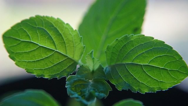 How to Break a Fever Naturally in adults?